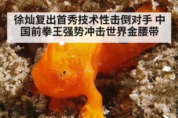 徐灿复出首秀技术性击倒对手 中国前拳王强势冲击世界金腰带